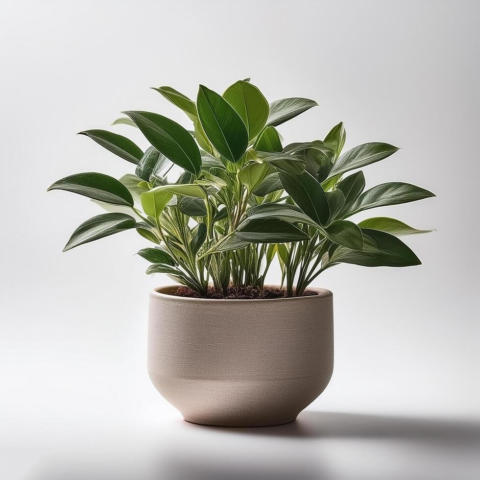 Small plant in a simple pot on a Minimalist background photo