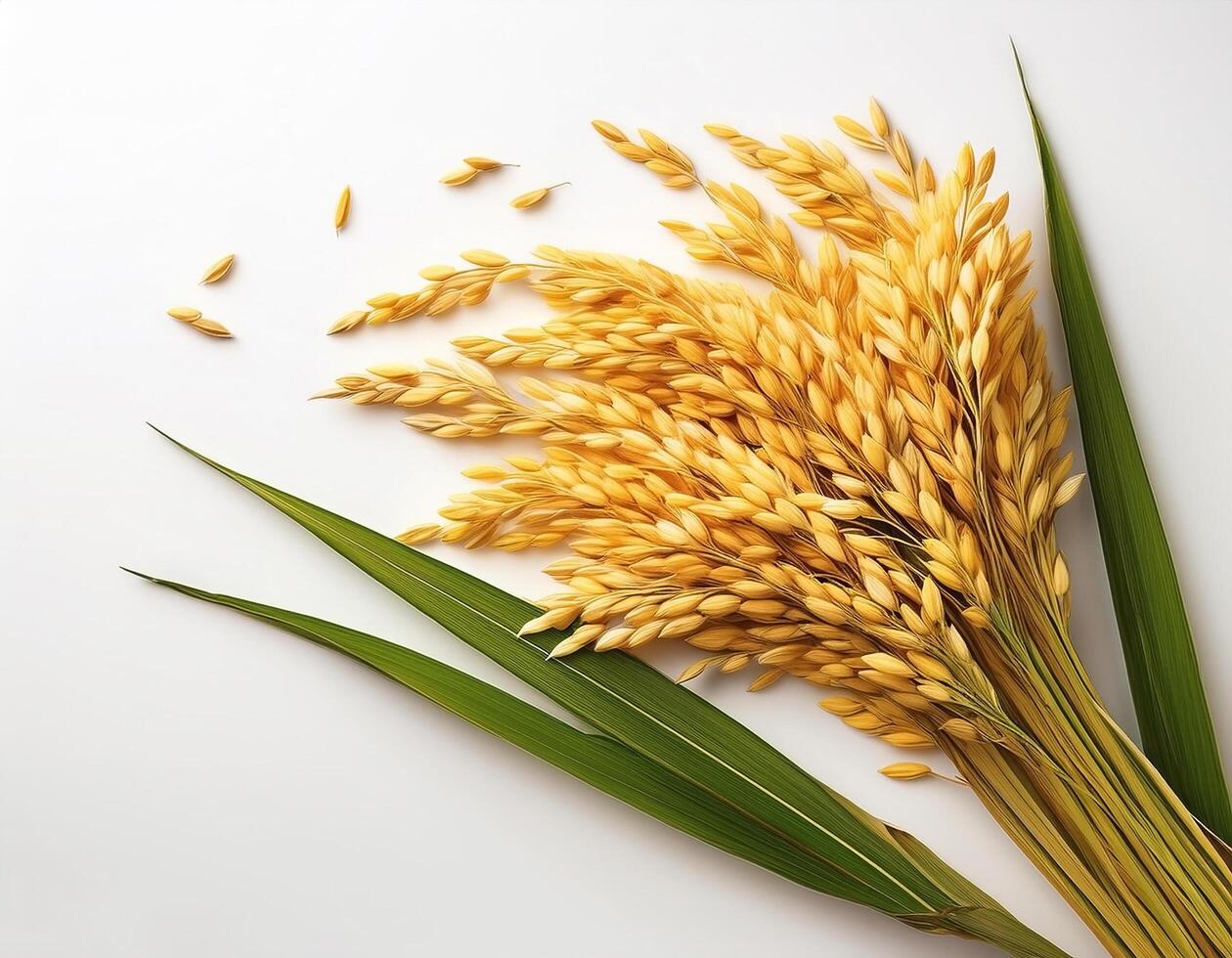 Yellow rice plants or cobs with leaves on a white background photo