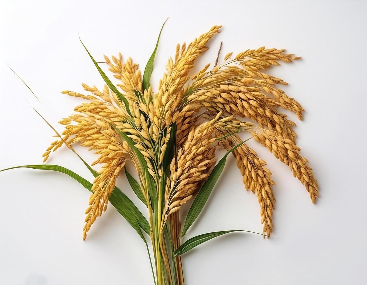 Yellow rice plants or cobs with leaves on a white background photo