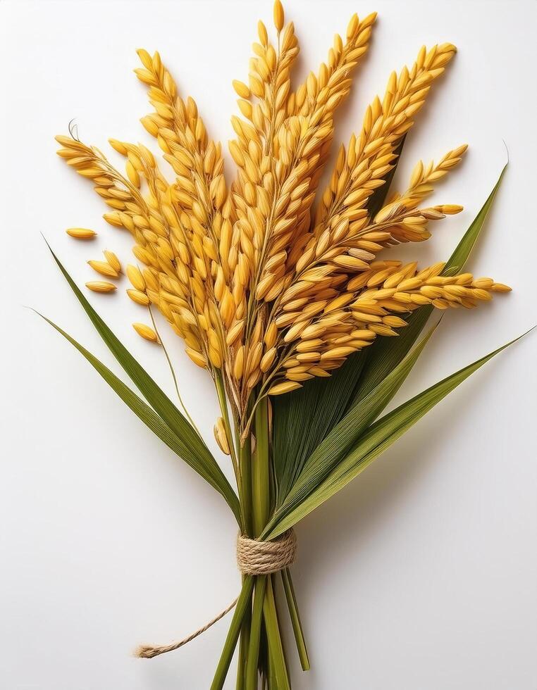 Yellow rice plants or cobs with leaves on a white background photo