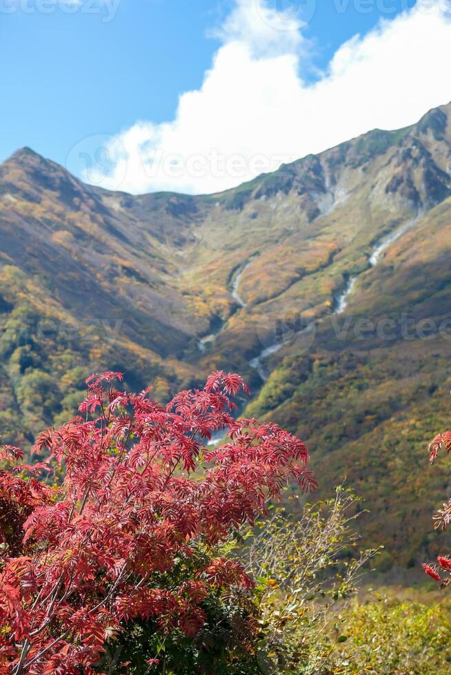 Kurobedaira Station, Tateyama, Toyama, Chubu, Japan, A scenic view featuring vibrant autumn foliage with red leaves in the foreground and a mountainous backdrop under a clear blue sky. photo