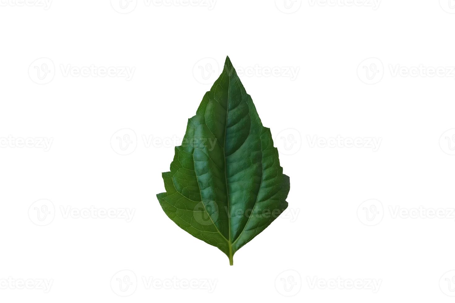 Bitter bush or Siam weed or Chromolaena odorata leaf isolated on white background. Concept, weed with medicinal property. Medicine from nature to stop bleeding on wound. Botanical wild plant. photo