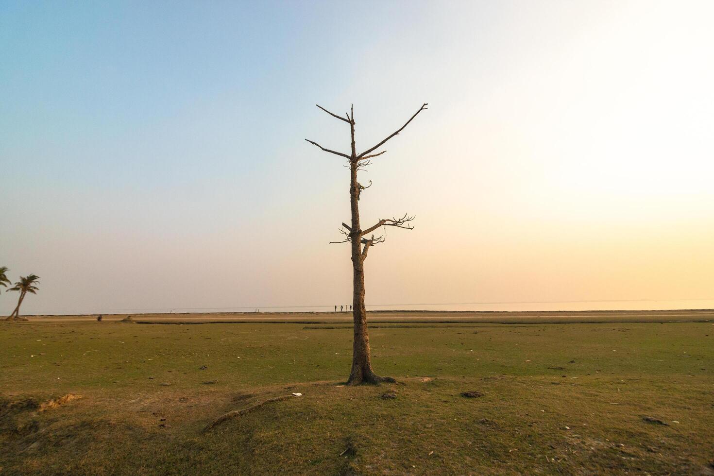 a lone tree in a field with a sunset in the background photo