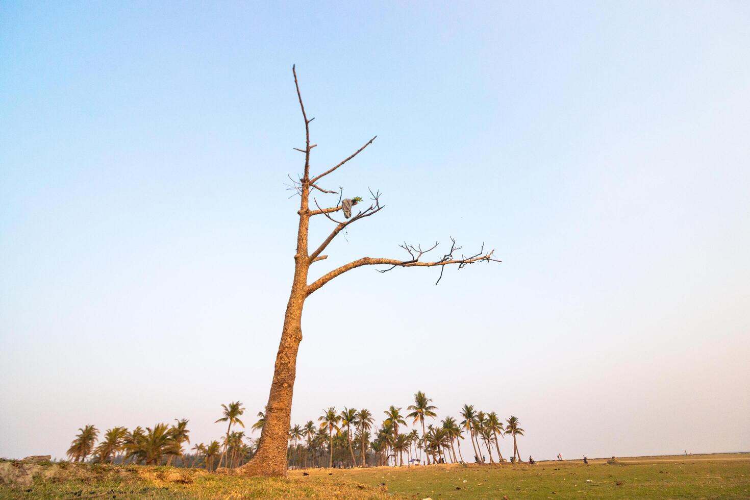 a lone tree in a field with a blue sky photo