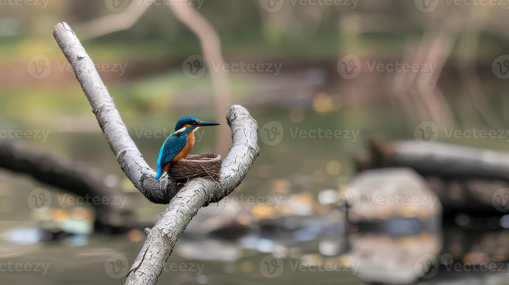 A kingfisher bird is sitting on a tree branch along with nest photo