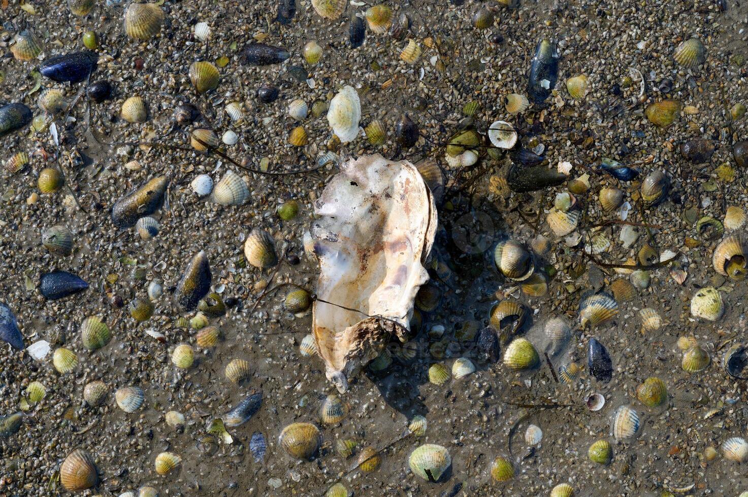 pacific Oyster Shell resp.Crassostrea gigas and Mussel Shells in Mudflats during low Tide in North Sea,Wattenmeer National Park,Germany photo