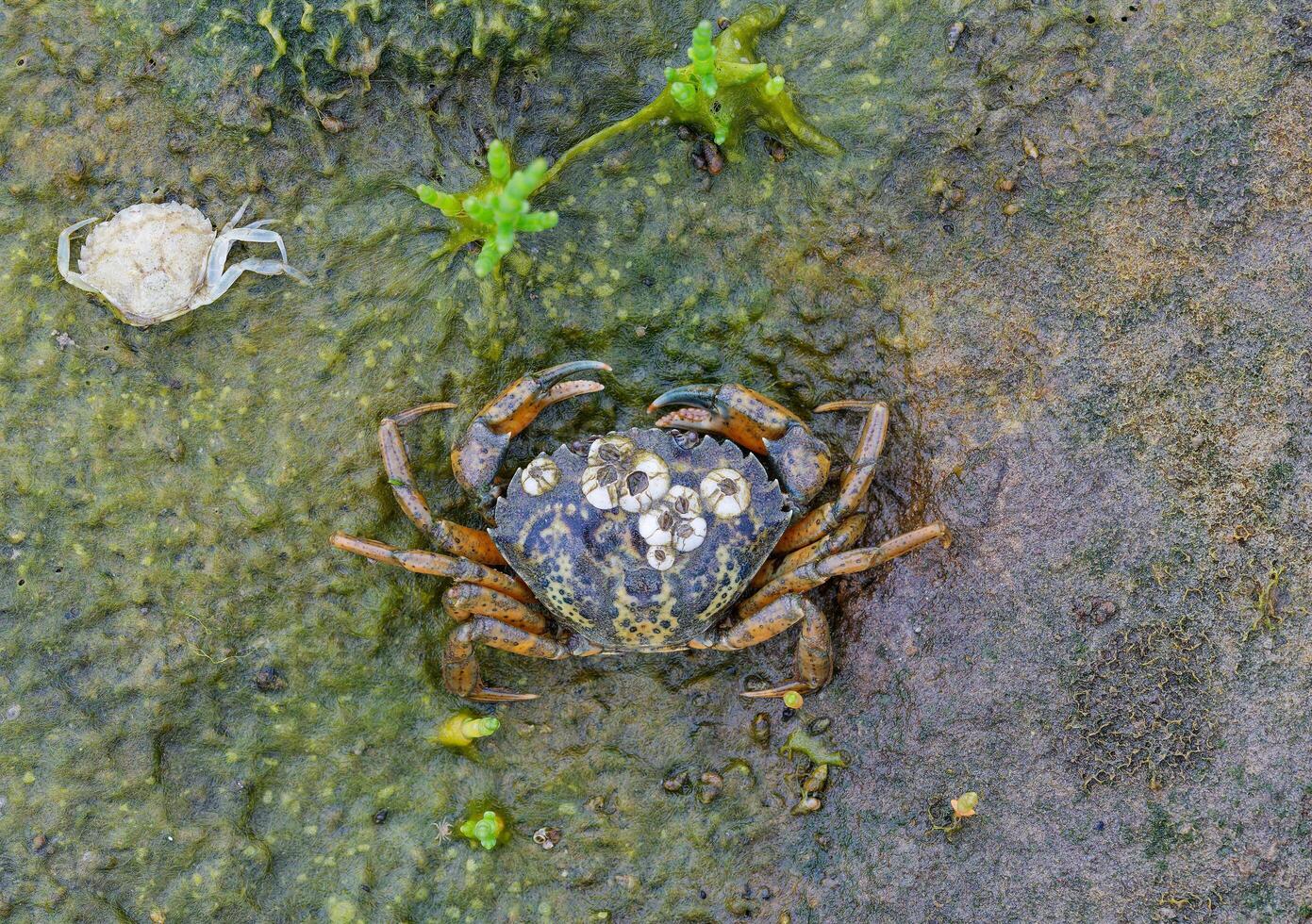 Beach Crab or Green Crab resp.Carcinus maenas while low Tide in Wattenmeer National Park, North Sea,North Frisia,Germany photo