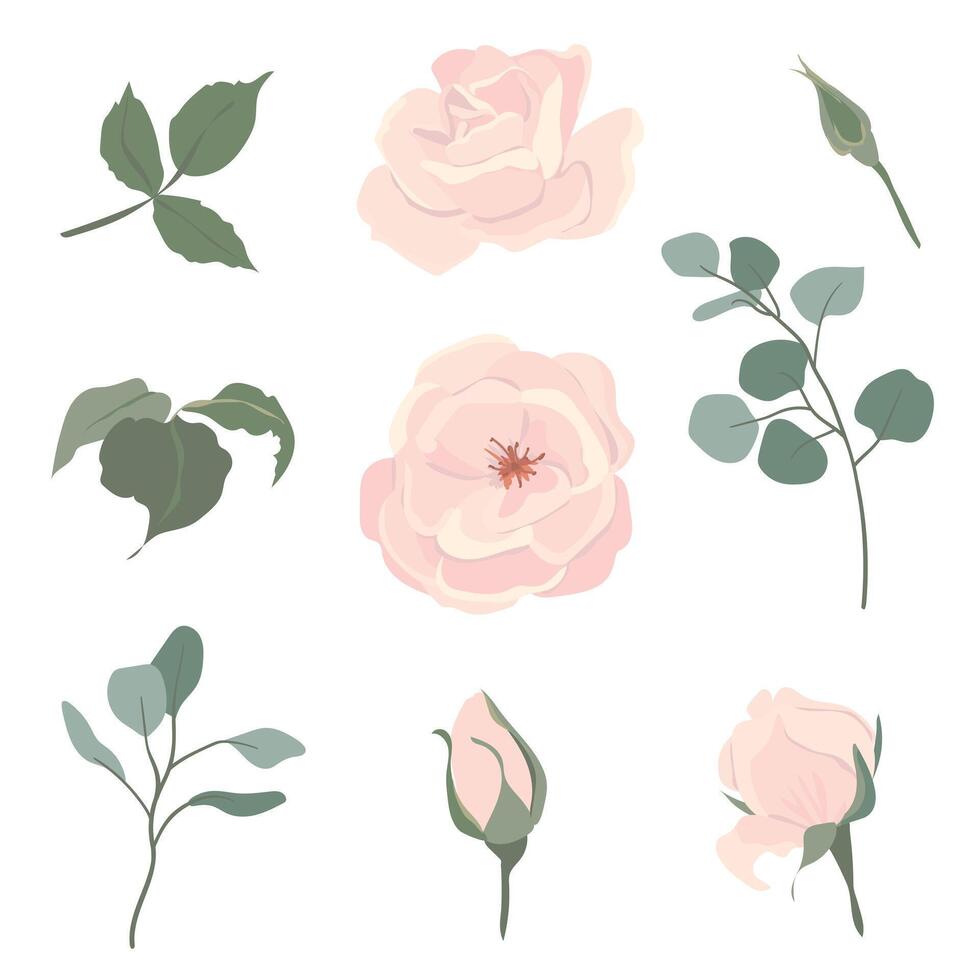 Light pink roses and eucalyptus branches set. Beautiful flowers of different shapes, buds and blossoms isolated on background. floral illustrations in cardboard flat style. vector