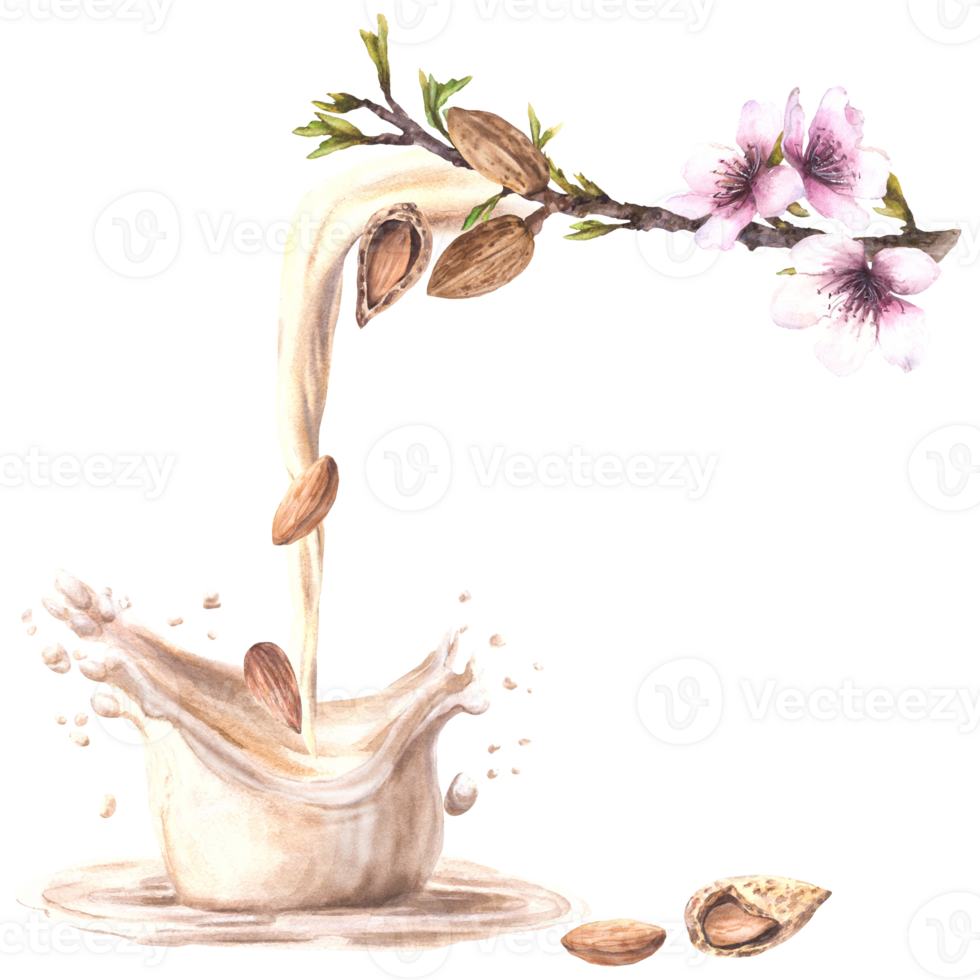 Flowing almond tree nut milk with milky splashes. Watercolor peeled and in shell nuts for yogurt, cream dairy. Plant based drink label. Vegetarian hand drawn healthy food design on isolated background png
