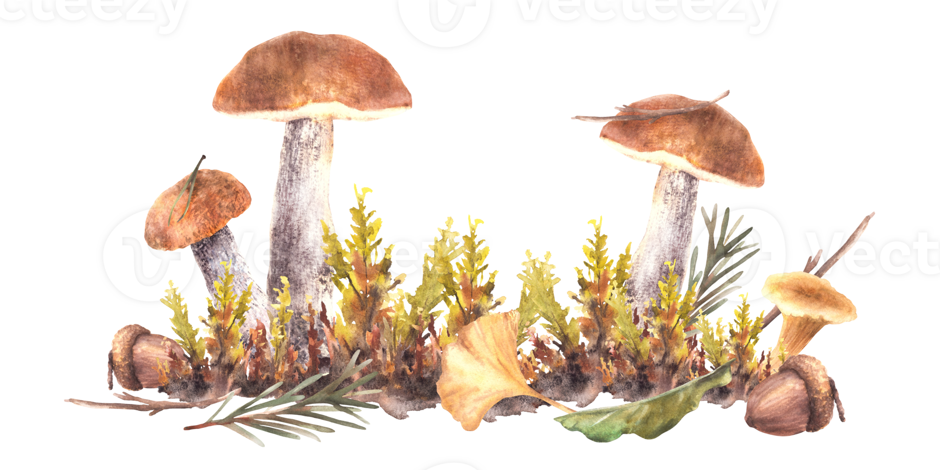 Watercolor fall Mushrooms clipart. Boletus orange cap with Chanterelle, moos, yellow green leaves and brown acorn and fir branch with needles. Forest hand drawn illustration isolated from background png