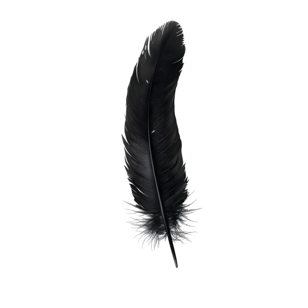 black feather on transparent background png