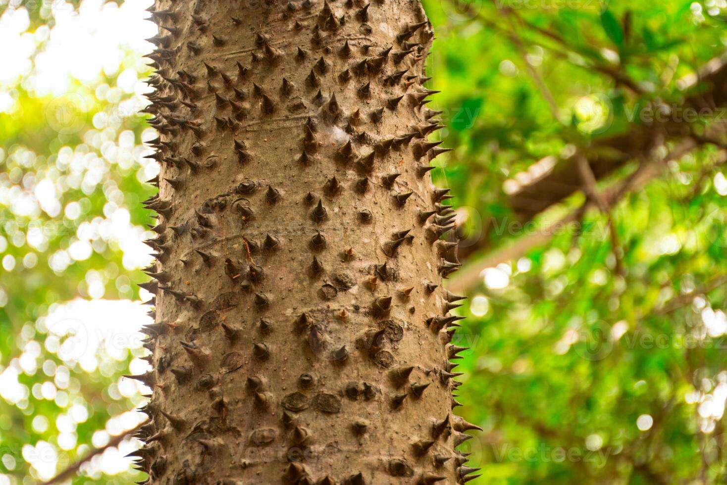 Close-up texture of a thorny tree photo