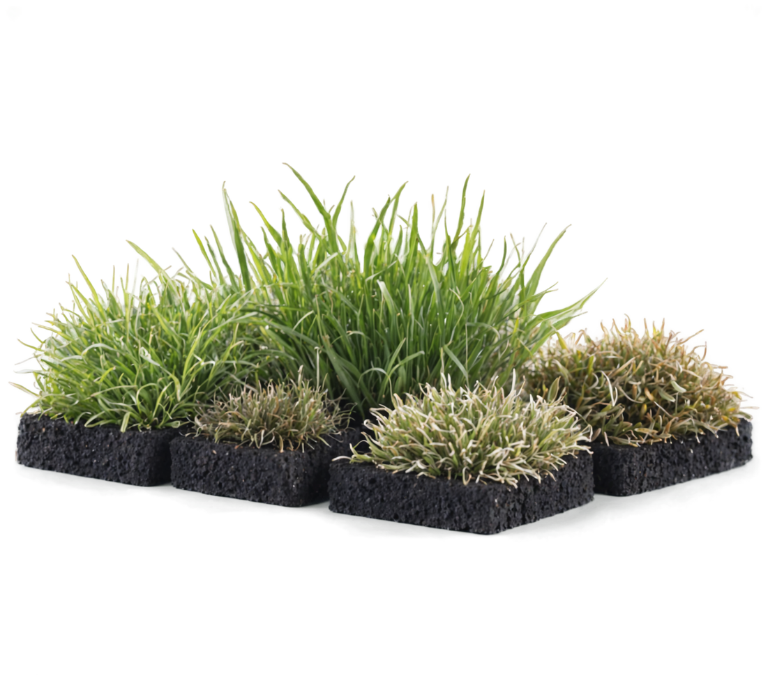 set of green grass with Green grass border png
