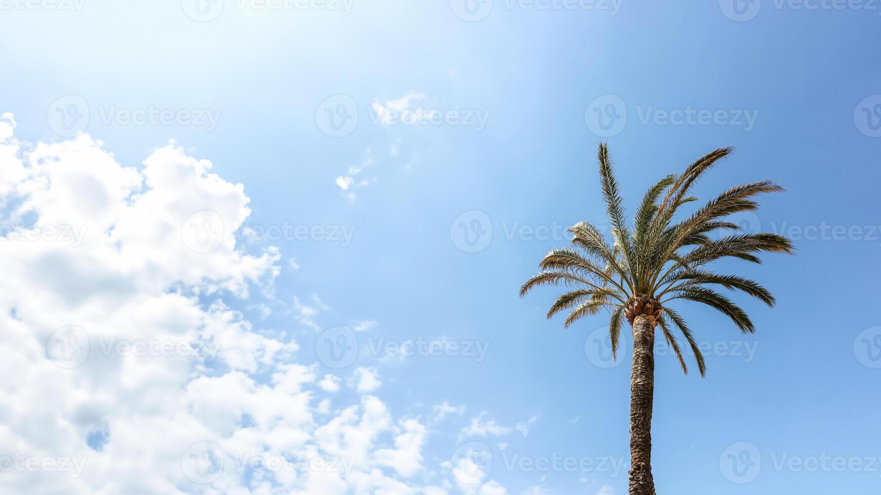 Palm tree on the background of a blue sunny sky with copy space. Summer background. photo