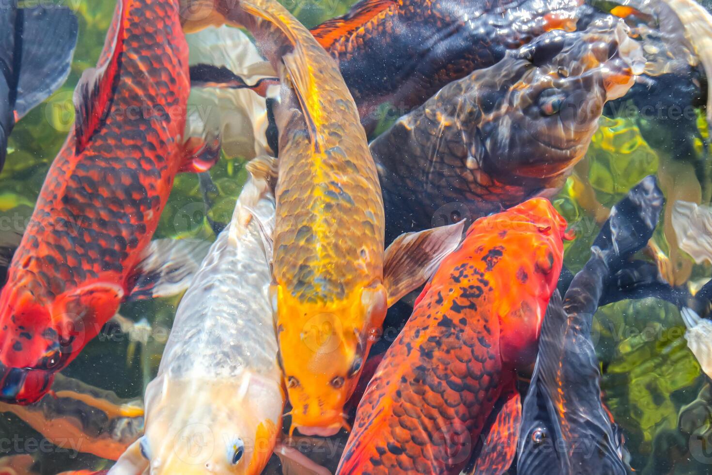 Colorful carps in a lake under the water. photo