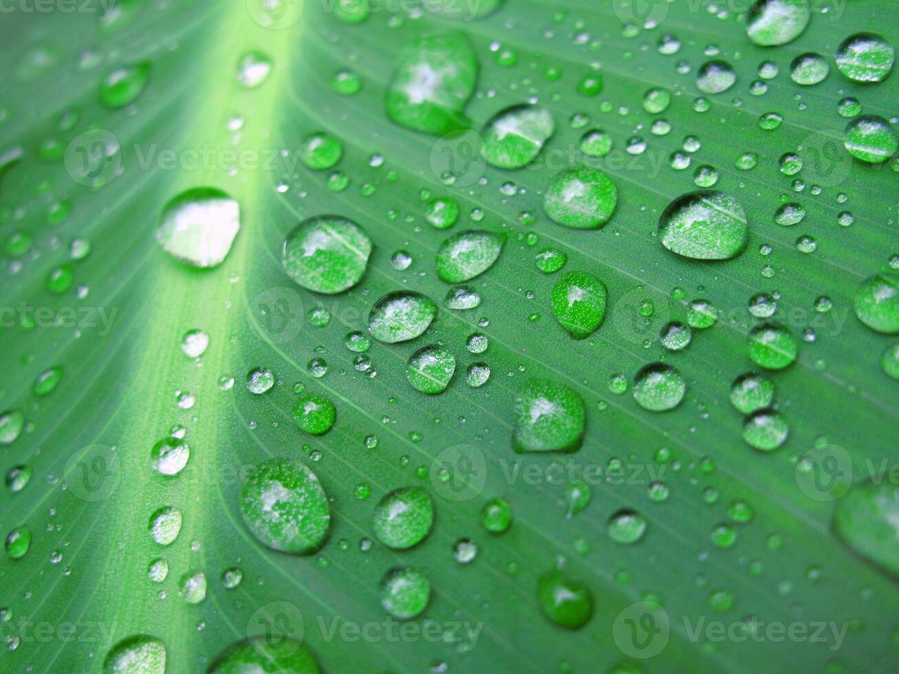 Fresh green leaf with water drops photo