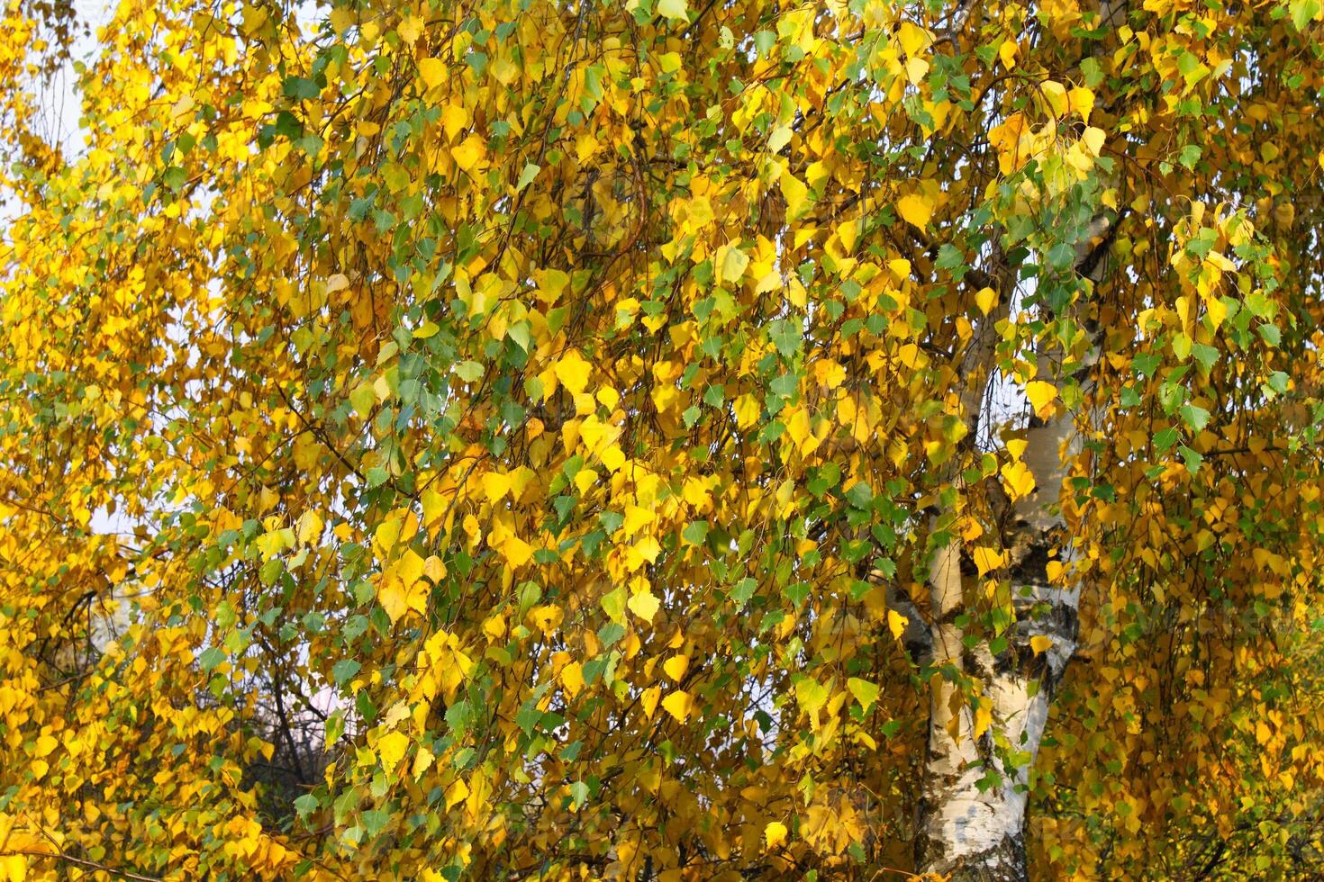 Autumn foliage of Birch tree photo