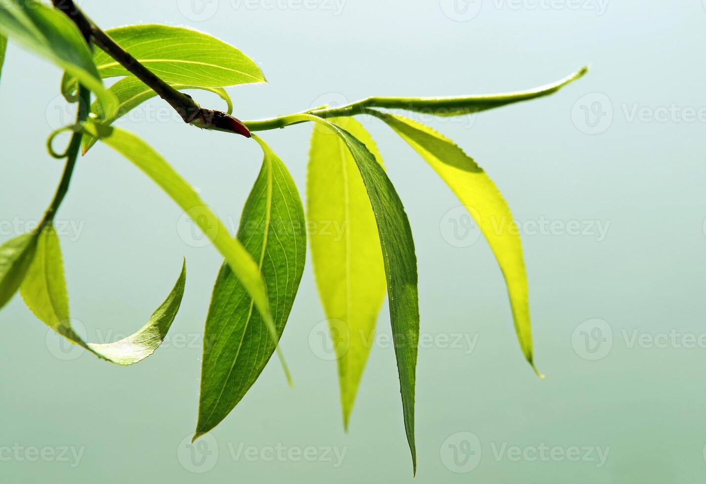 Close-up of fresh green foliage photo