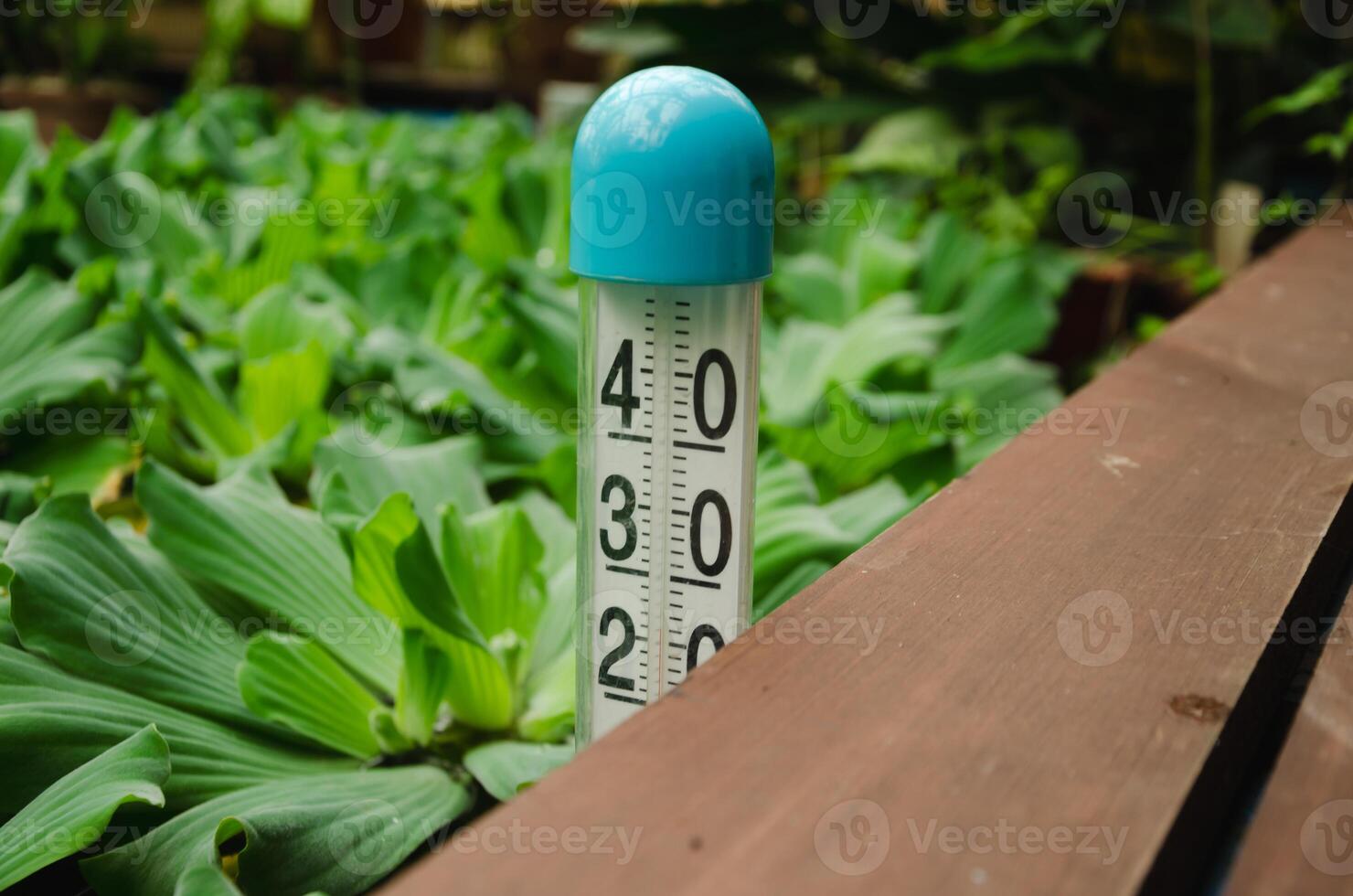 Pistia or water salad ,Pistia stratiotes, in the water and next to a thermometer to measure the temperature in the aquarium photo