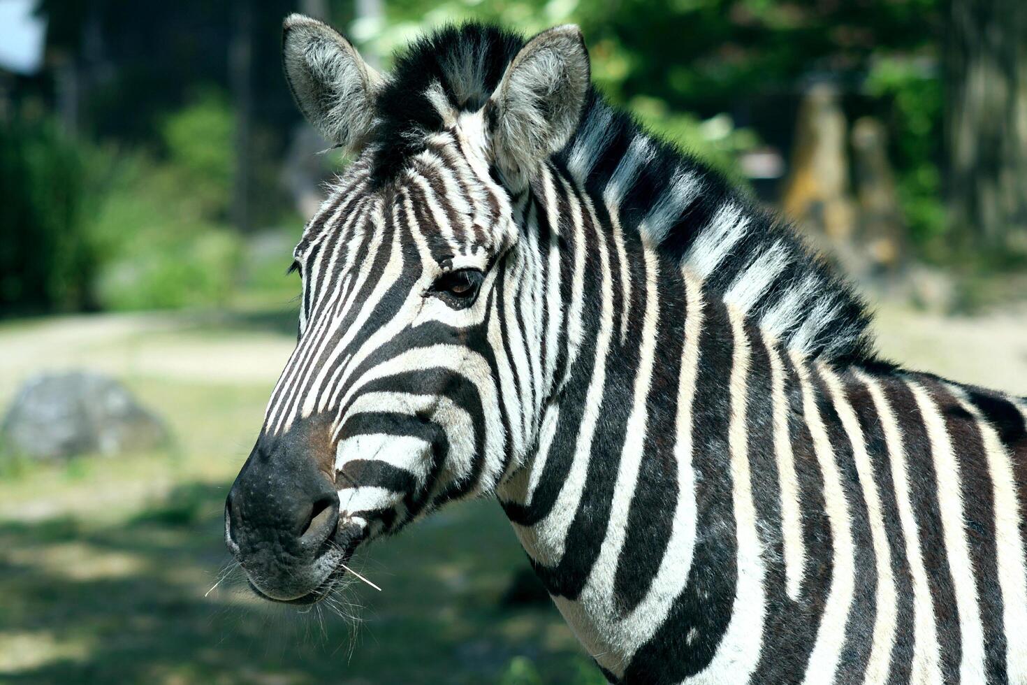 Plains Zebra Animals photo