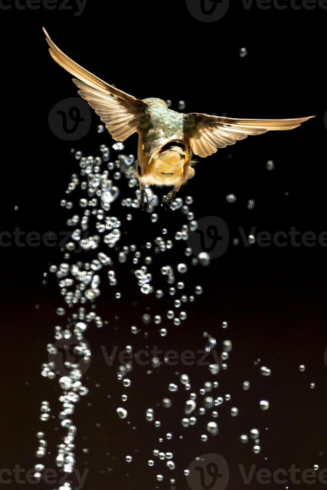 Rufous Hummingbird Enjoying the Water Fountain. photo
