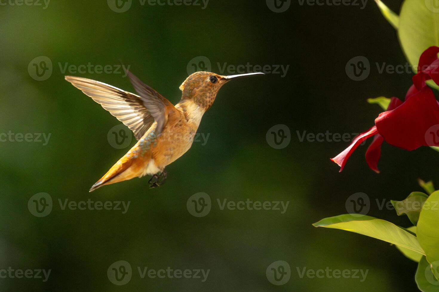 Rufous Hummingbird Enjoying the Red Mandevilla. photo