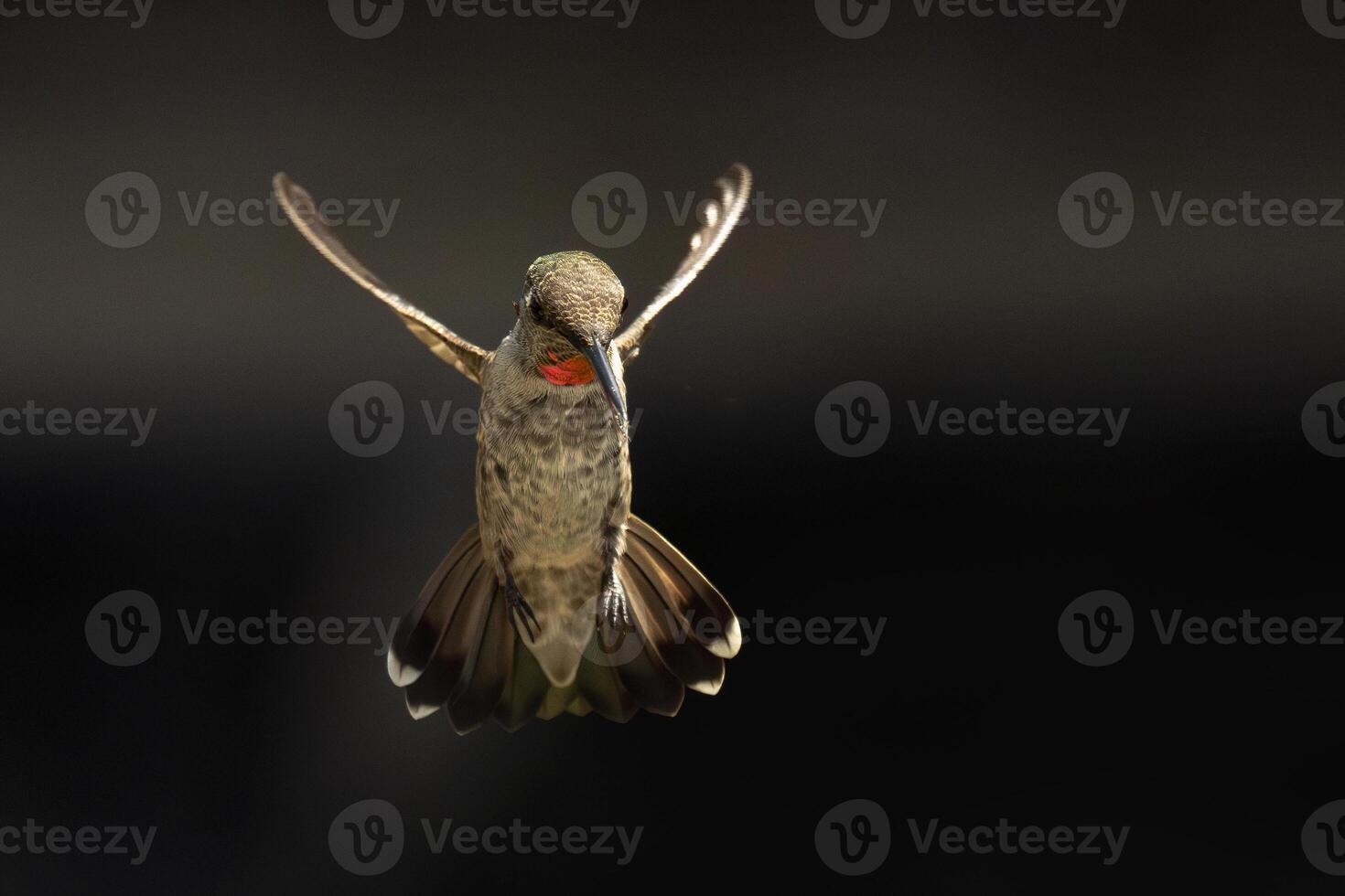 Annas hummingbird - Calypte Anna - Enjoying the Water Fountain Drops. photo