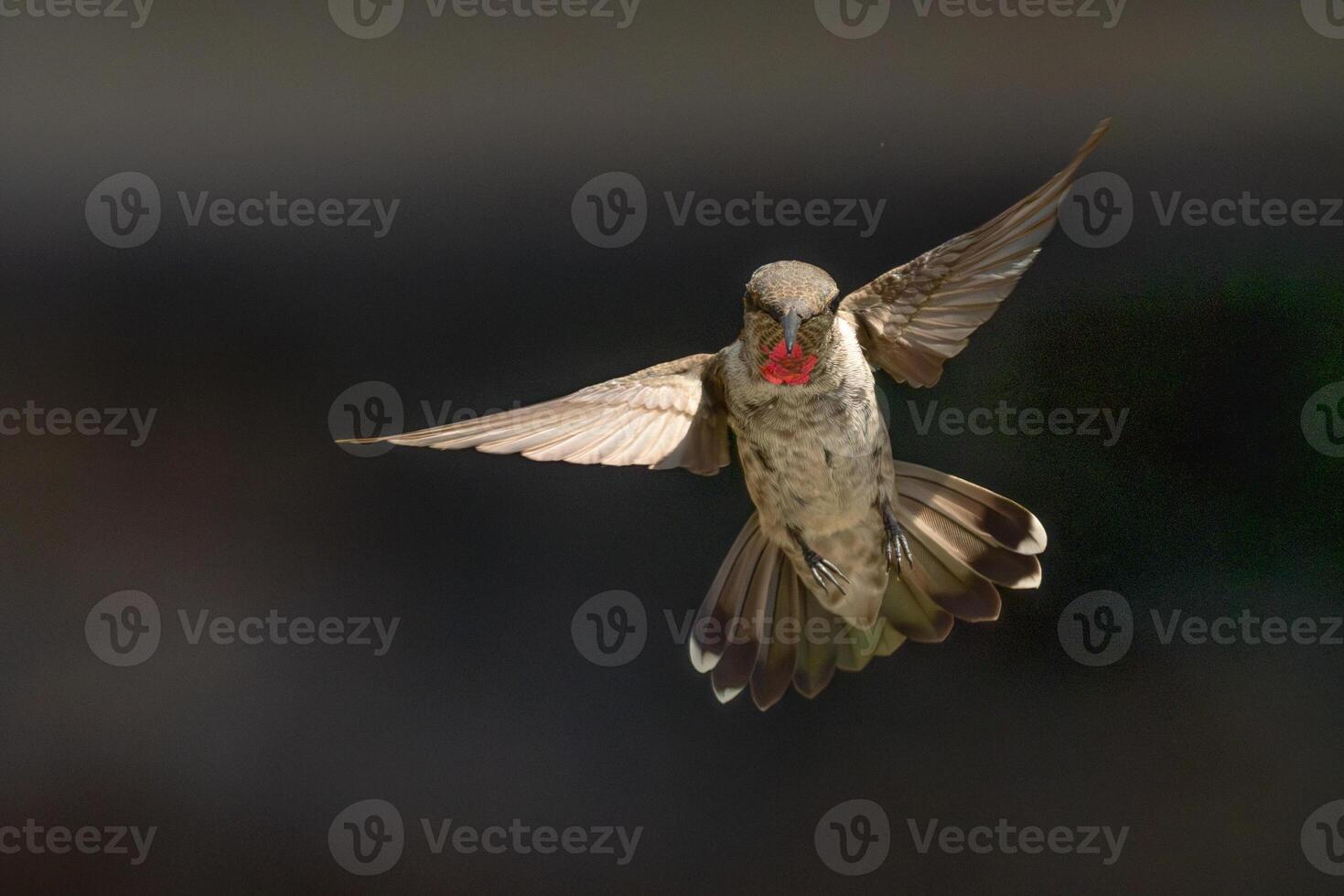 Annas hummingbird - Calypte Anna - Enjoying the Water Fountain Drops. photo