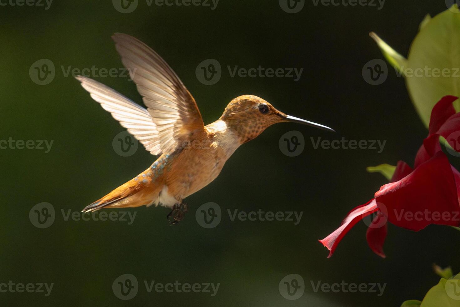 Rufous Hummingbird Enjoying the Red Mandevilla. photo