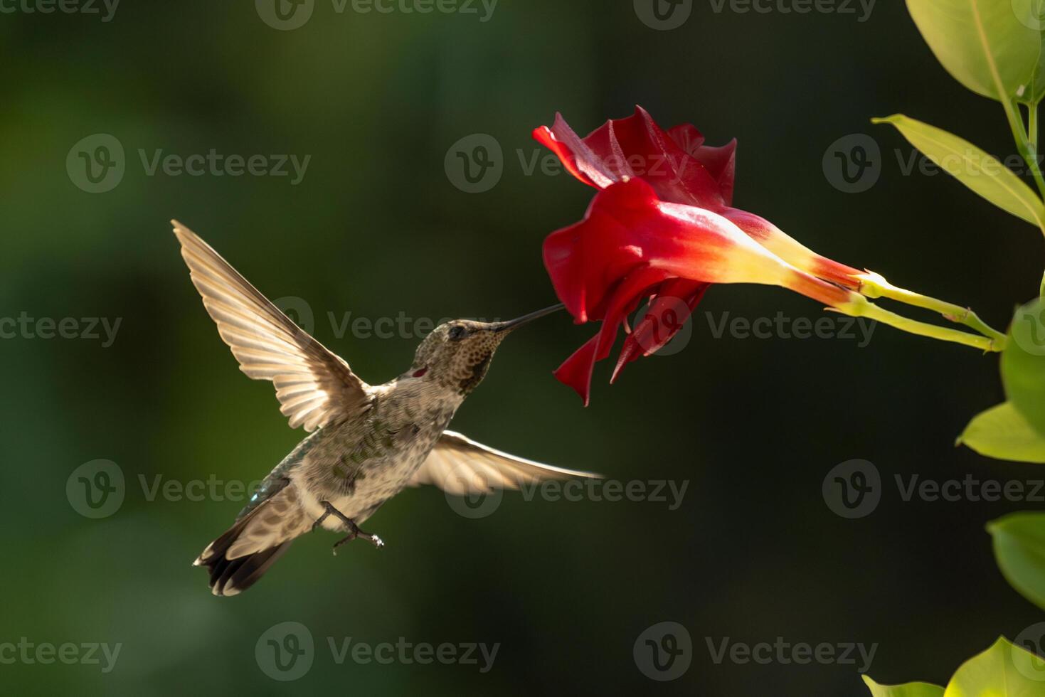 Annas hummingbird - Calypte Anna - Enjoying the Red Mandevilla. photo