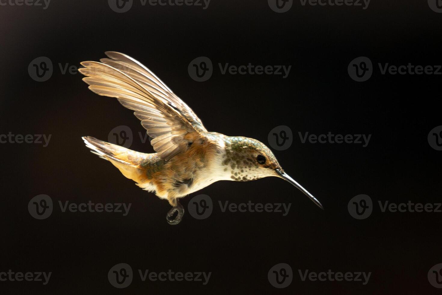 Rufous Hummingbird Enjoying the Water Fountain. photo