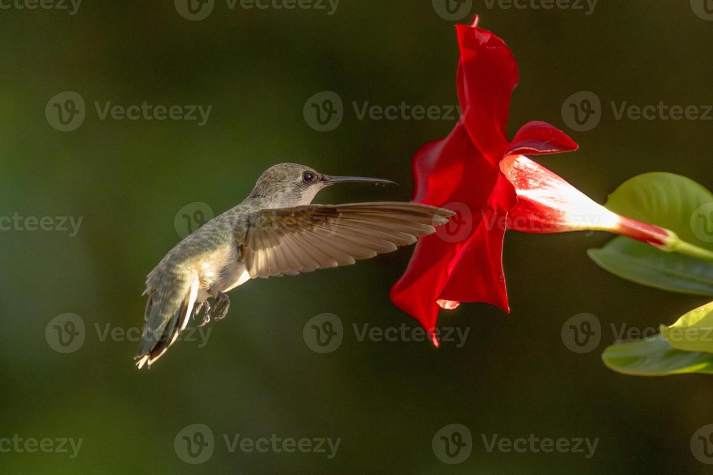 Annas hummingbird - Calypte Anna - Enjoying the Red Mandevilla. photo