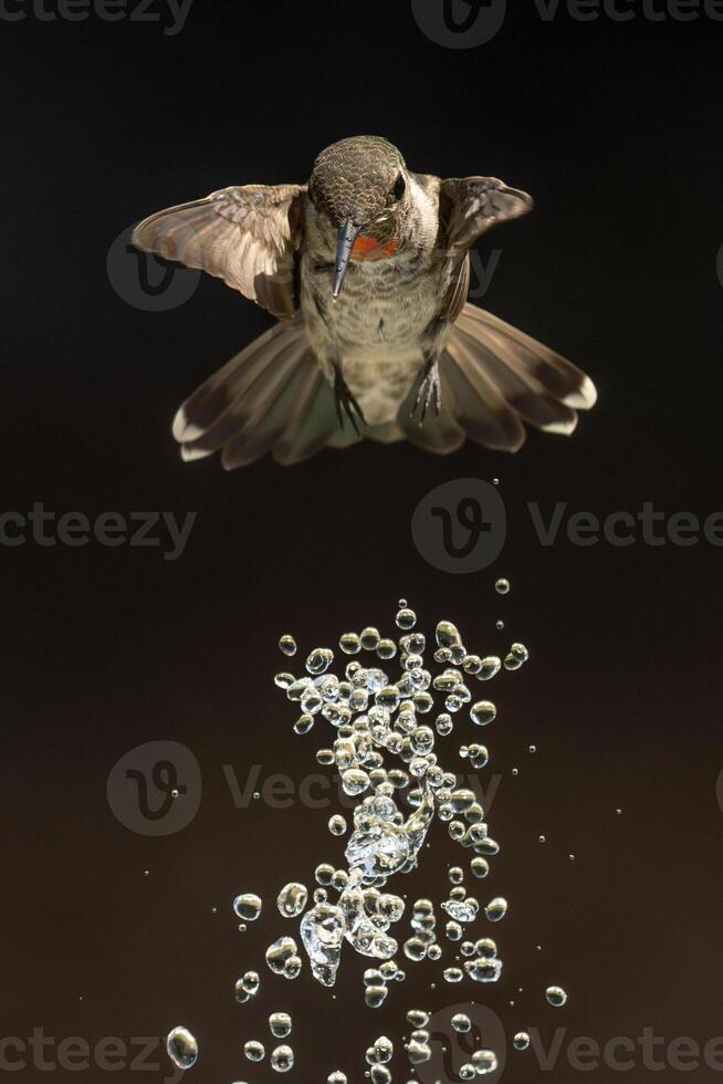 Annas hummingbird - Calypte Anna - Enjoying the Water Fountain Drops. photo