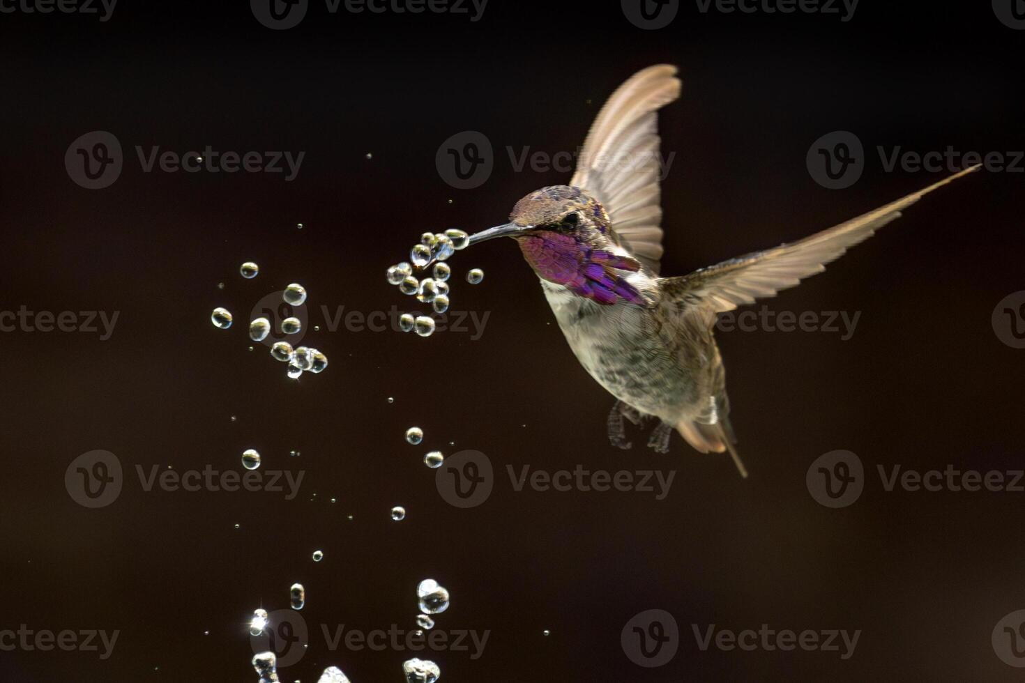 Annas hummingbird - Calypte Anna - Enjoying the Water Fountain Drops. photo