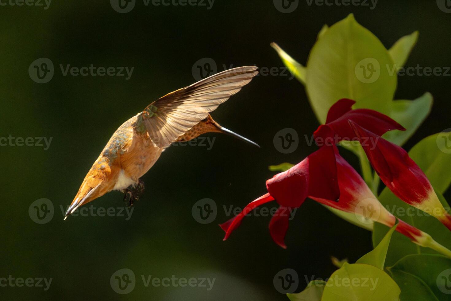 Rufous Hummingbird Enjoying the Red Mandevilla. photo