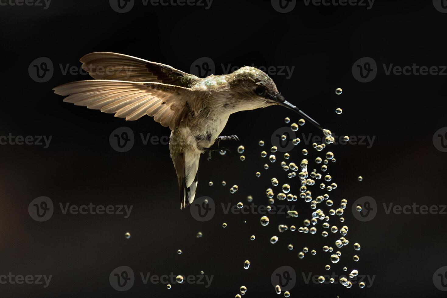 Annas hummingbird - Calypte Anna - Enjoying the Water Fountain Drops. photo