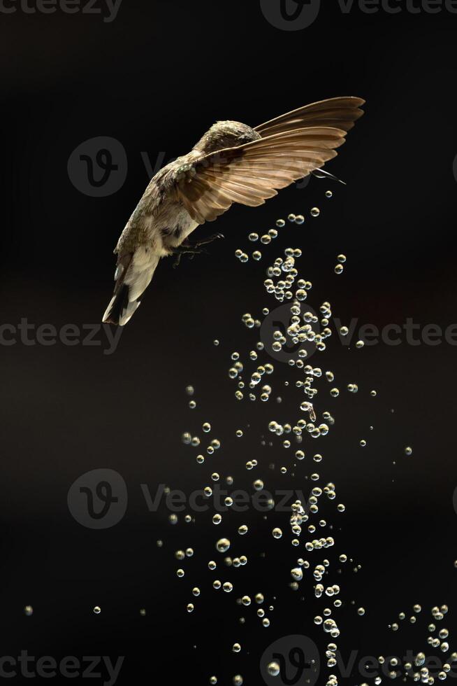 Annas hummingbird - Calypte Anna - Enjoying the Water Fountain Drops. photo
