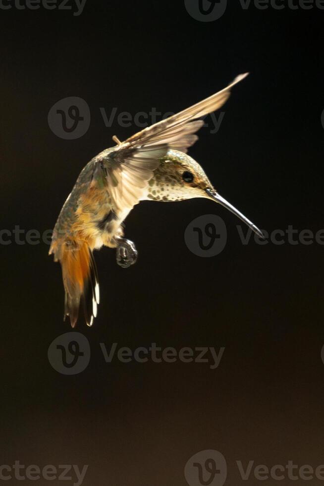 Rufous Hummingbird Enjoying the Water Fountain. photo