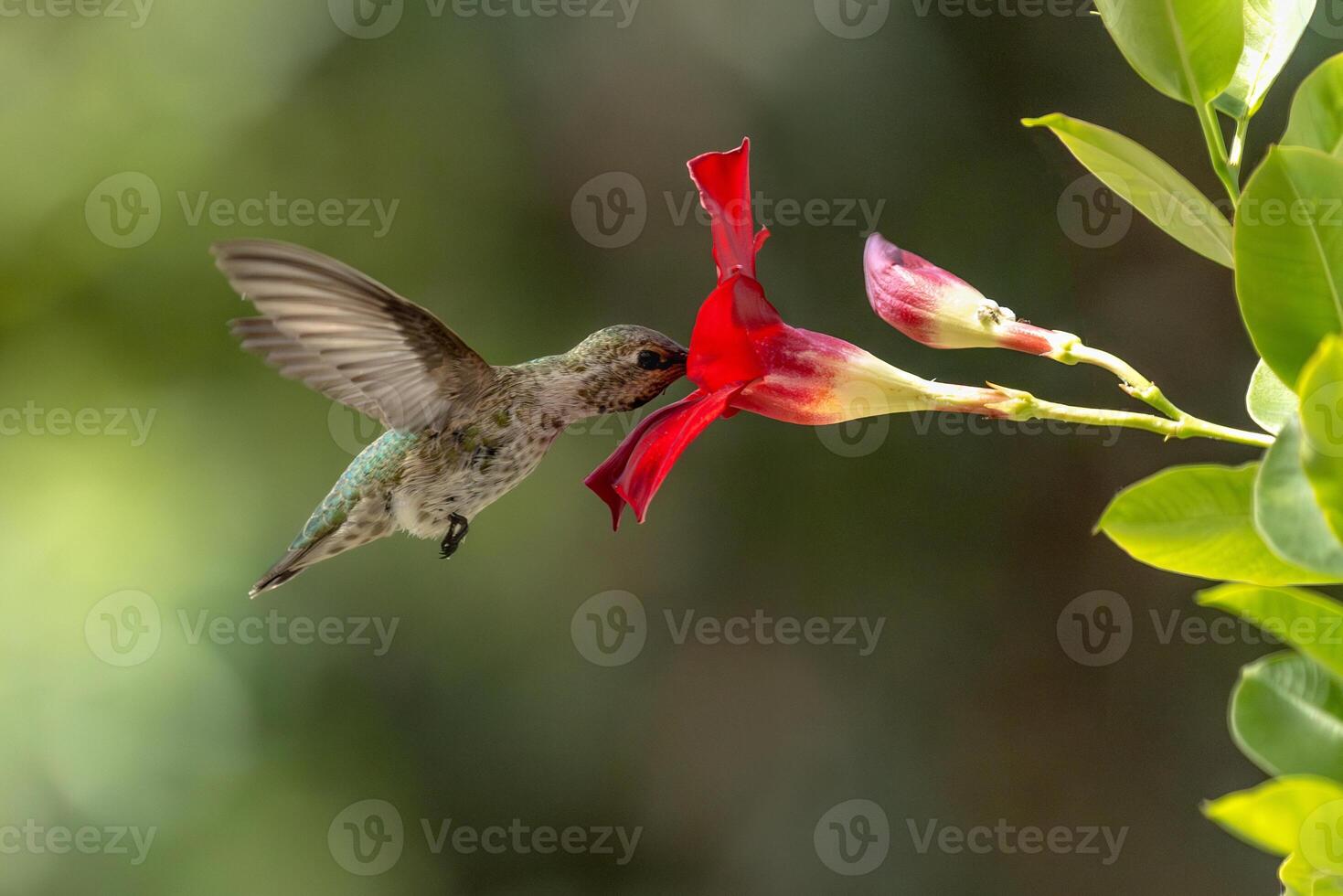 Annas hummingbird - Calypte Anna - Enjoying the Red Mandevilla. photo