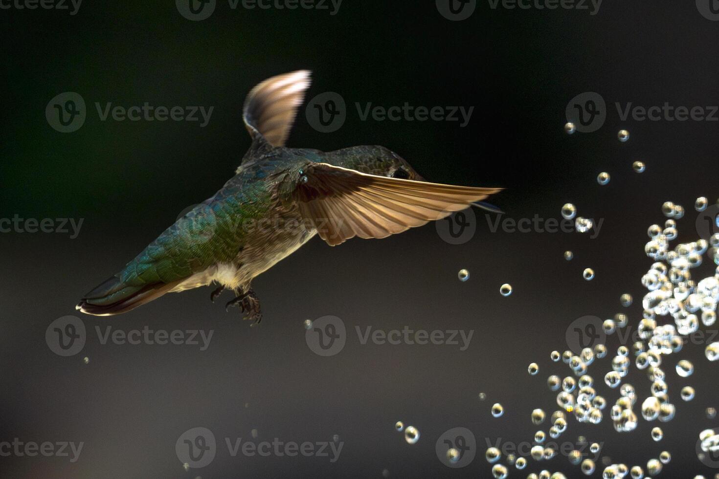Annas hummingbird - Calypte Anna - Enjoying the Water Fountain Drops. photo