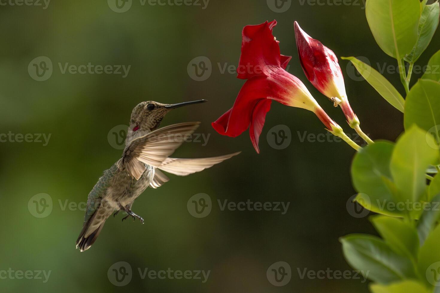 Annas hummingbird - Calypte Anna - Enjoying the Red Mandevilla. photo