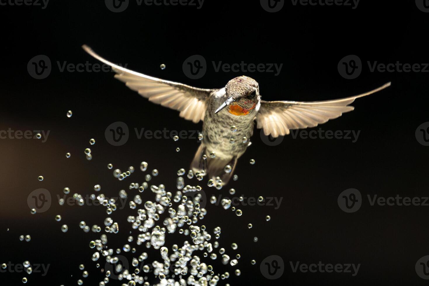 Annas hummingbird - Calypte Anna - Enjoying the Water Fountain Drops. photo