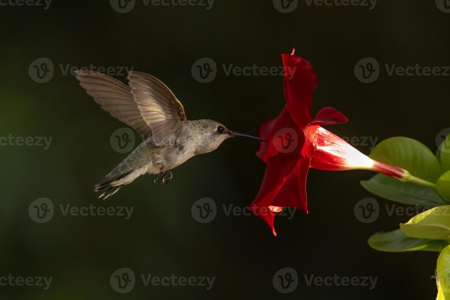 Annas hummingbird - Calypte Anna - Enjoying the Red Mandevilla. photo