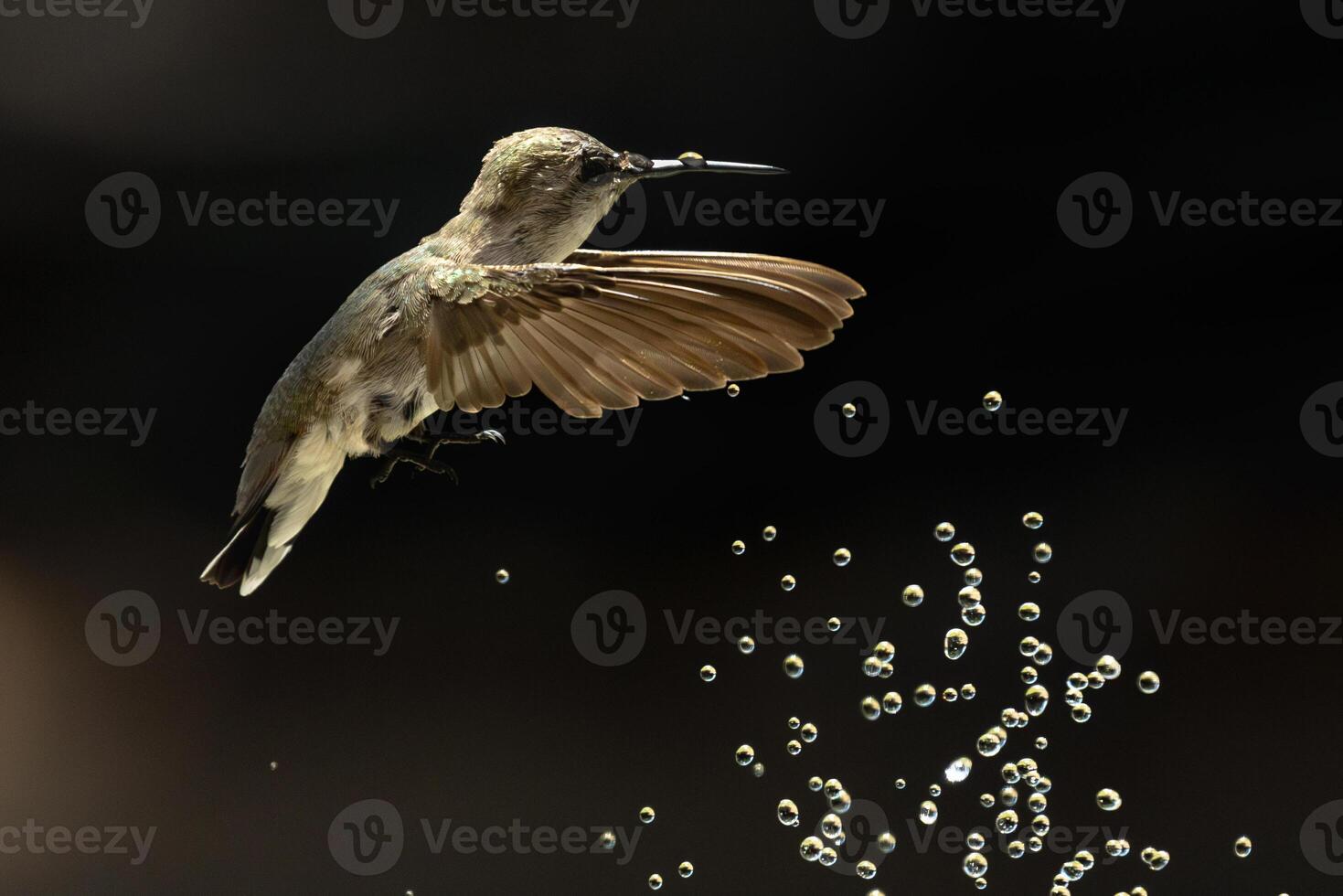 Annas hummingbird - Calypte Anna - Enjoying the Water Fountain Drops. photo