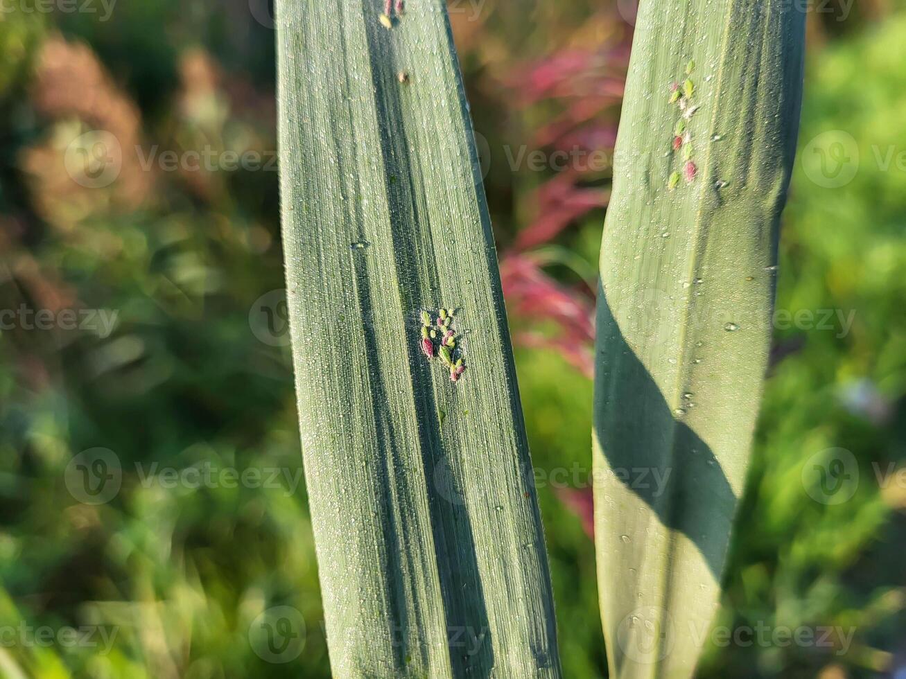 A tiny aphid sits on the green grass on a bright sunny day. photo