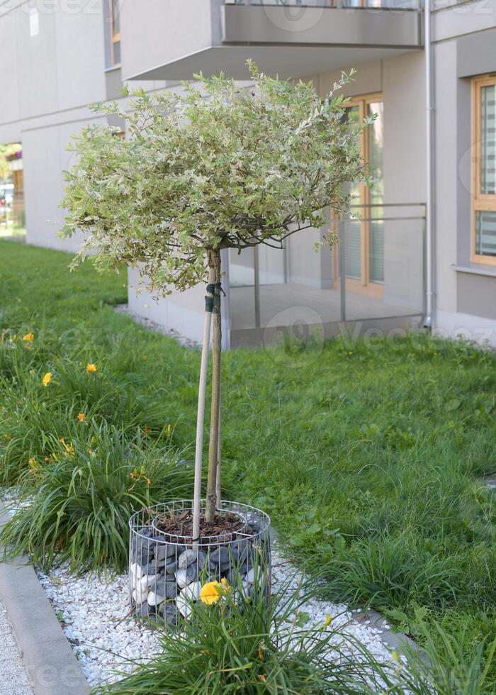 Decorative willow in a modern courtyard of an apartment building. photo