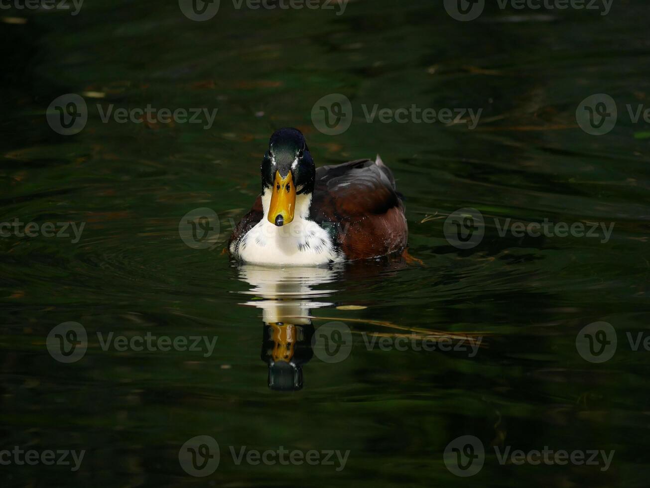 A Mallard Duck drake Anas platyrhynchos with its reflection swim in a lake in Turkenschanzpark in Vienna photo
