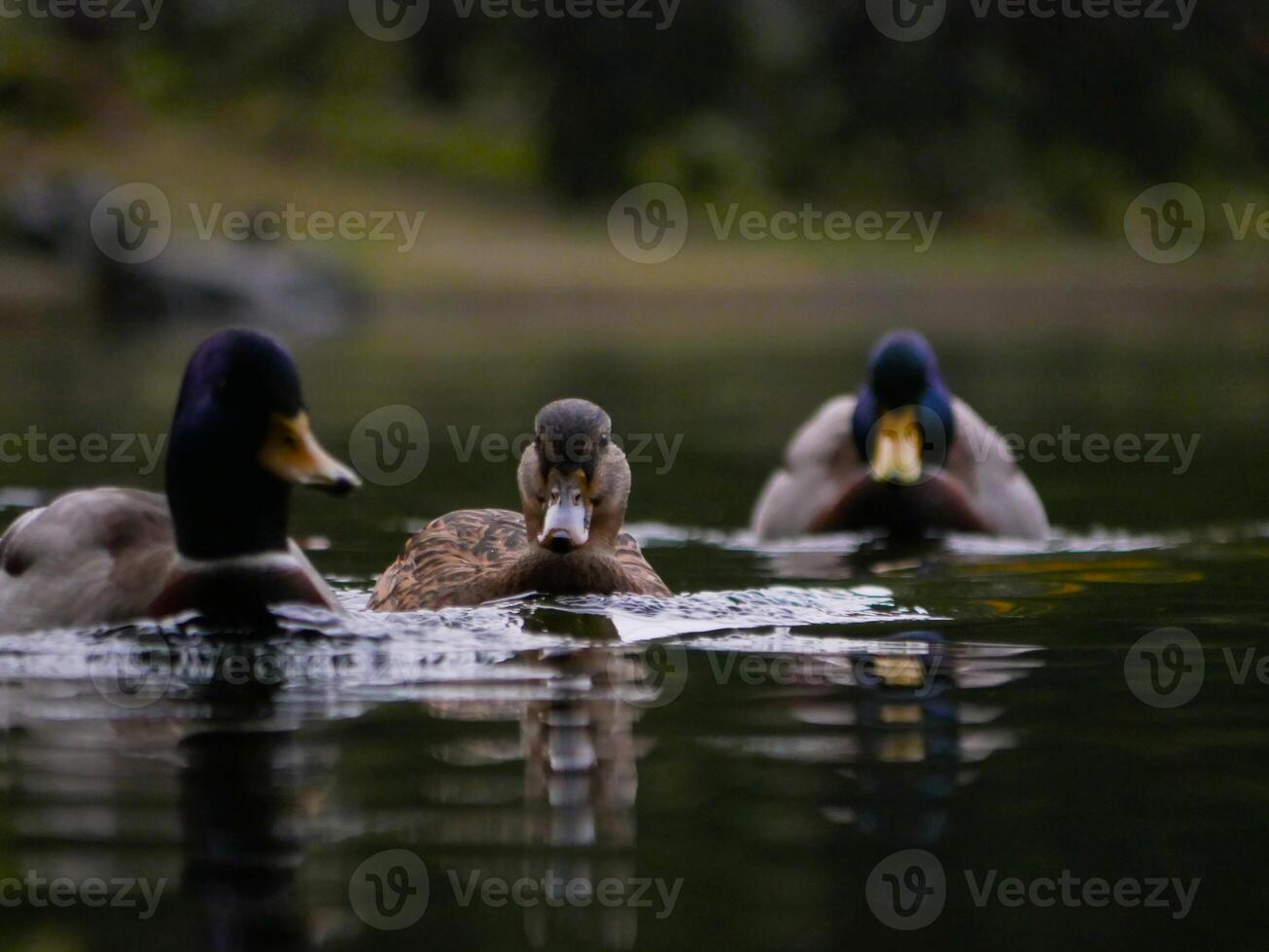 A Mallard Duck and two drakes swim in a lake in Turkenschanzpark in Vienna photo