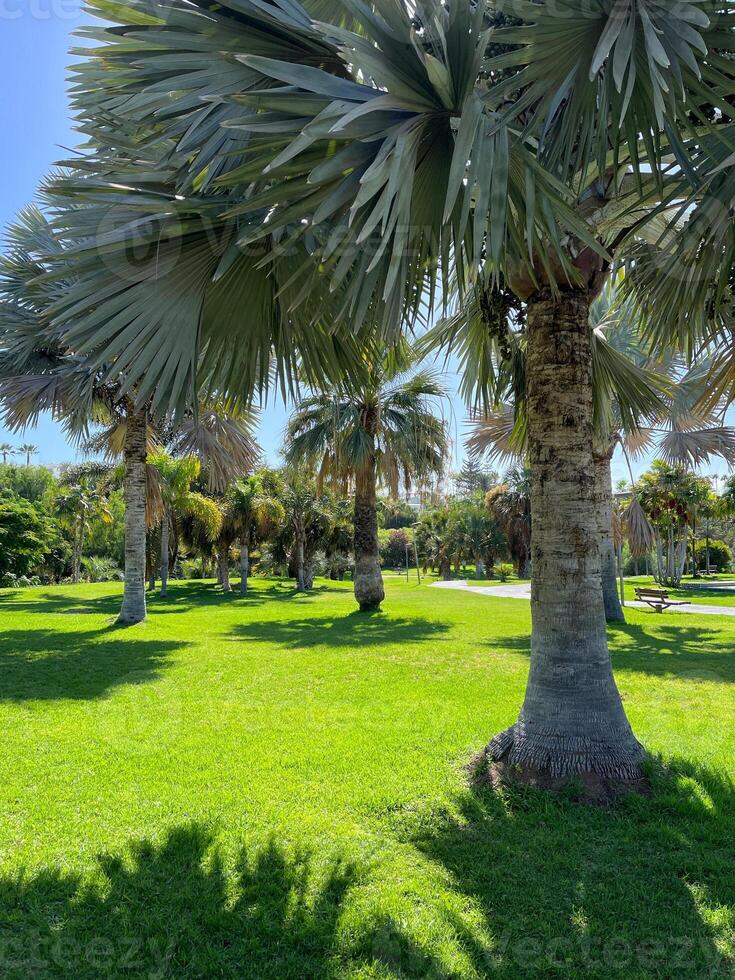 Bismarckia Nobilis palm trees in a park in Maspalomas, Gran Canaria. Wallpaper background photo