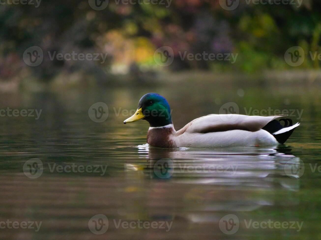 A Mallard Duck drake swims in a lake in Turkenschanzpark in Vienna photo